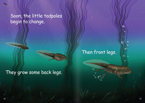 A Frog's Life Cycle Big Book — alternative view