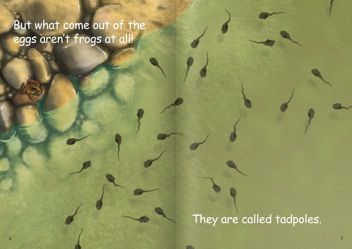 A Frog's Life Cycle Big Book — additional view
