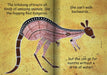Animals around the Billabong Big Book