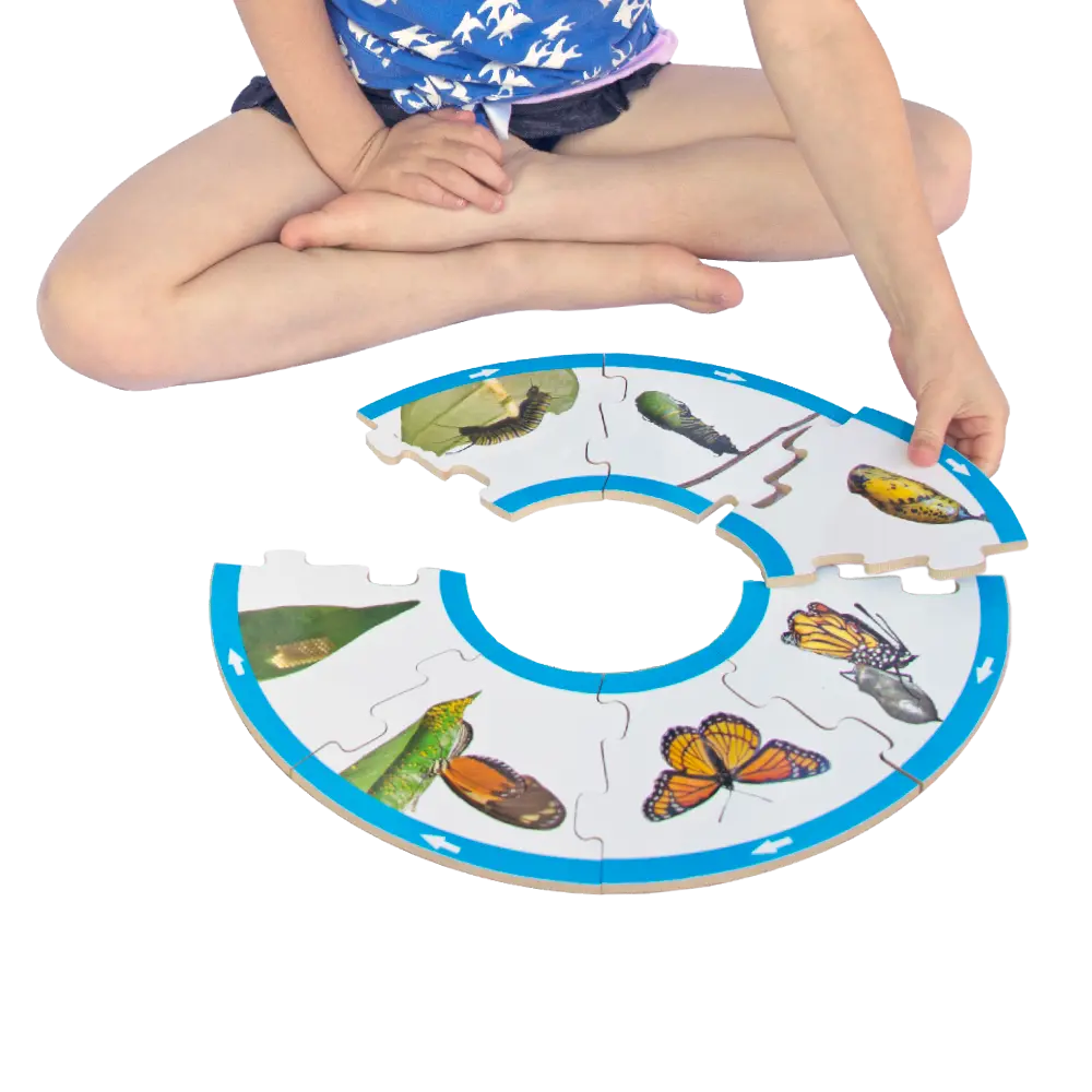 Butterfly Life Cycle Puzzle — hand-painted wooden jigsaw puzzle — Australian-made early learning resource, ages 3+