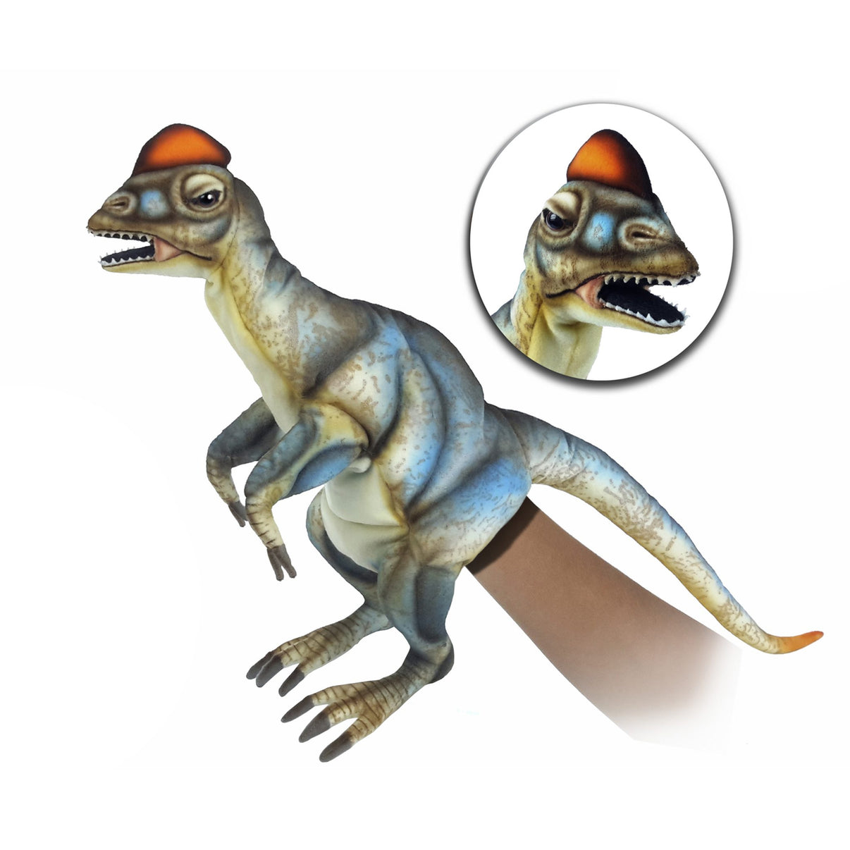 Dilophosaurus Puppet 50cm L