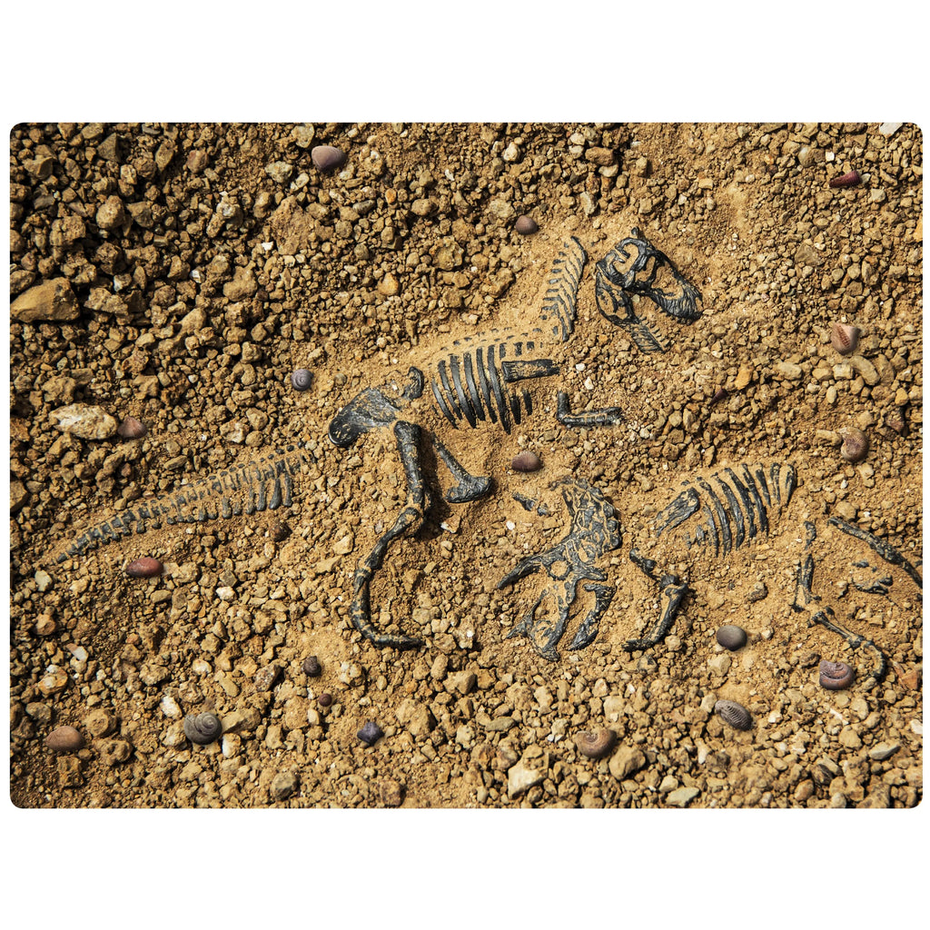 Fossil Finder Rug — alternative view
