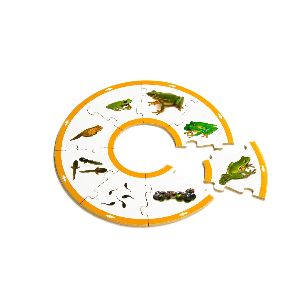 Frog Life Cycle Puzzle — hand-painted wooden jigsaw puzzle — Australian-made early learning resource, ages 3+