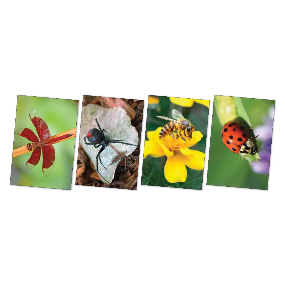 Garden Bugs Poster Pack — educational classroom resource — Australian-made by Education National, ages 3+