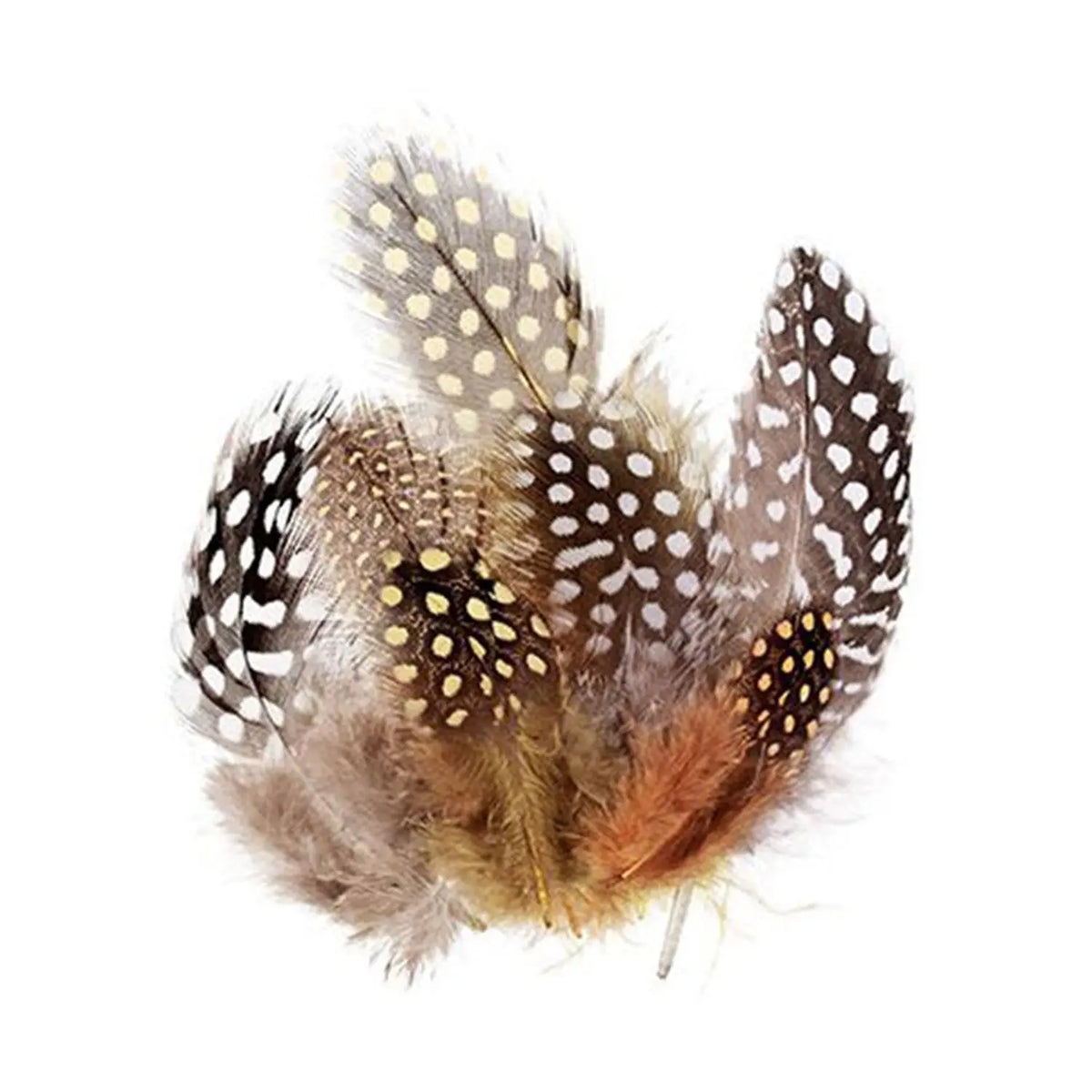 Guinea Fowl Feathers 10g Natural 100's — natural guinea fowl feathers 100-pack for early childhood craft