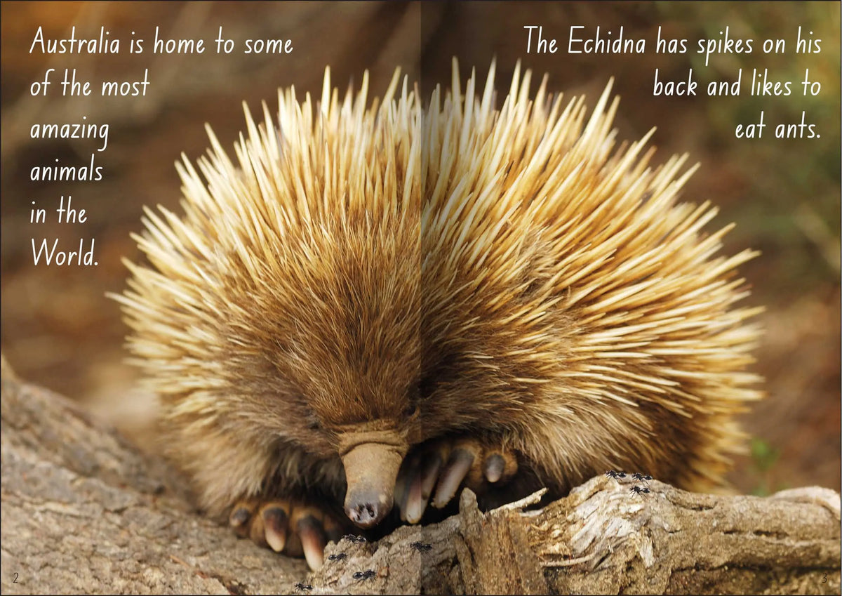 Let's Learn about Australian Animals Big Book — additional view
