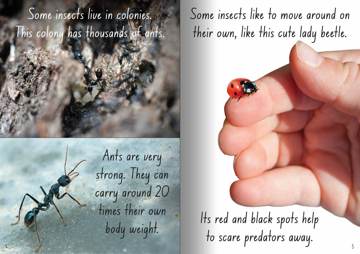 Let's Learn about Insects Big Book — alternative view