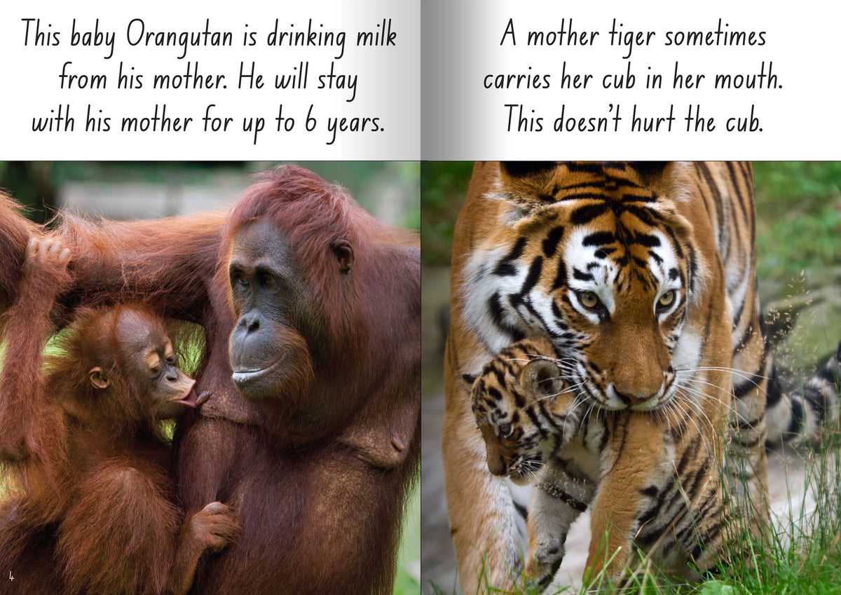 Let's Learn about Mums and Babies Big Book — alternative view