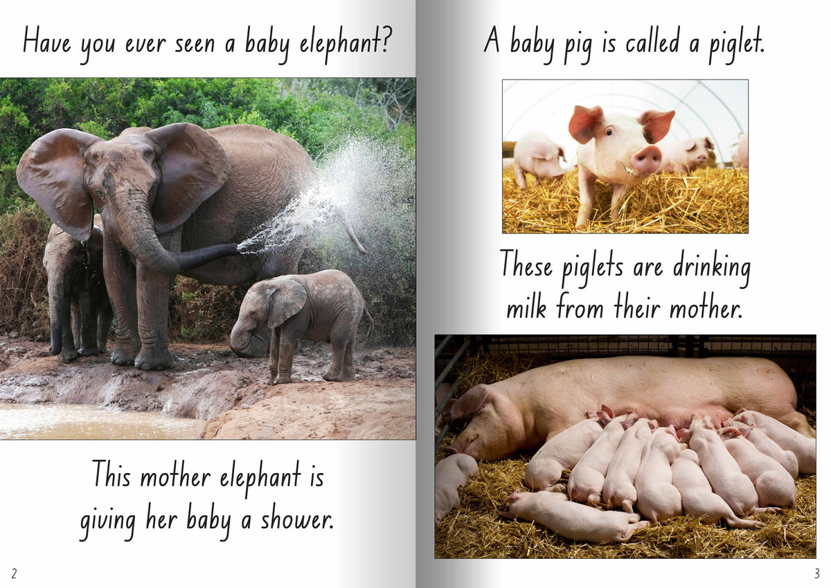 Let's Learn about Mums and Babies Big Book — additional view