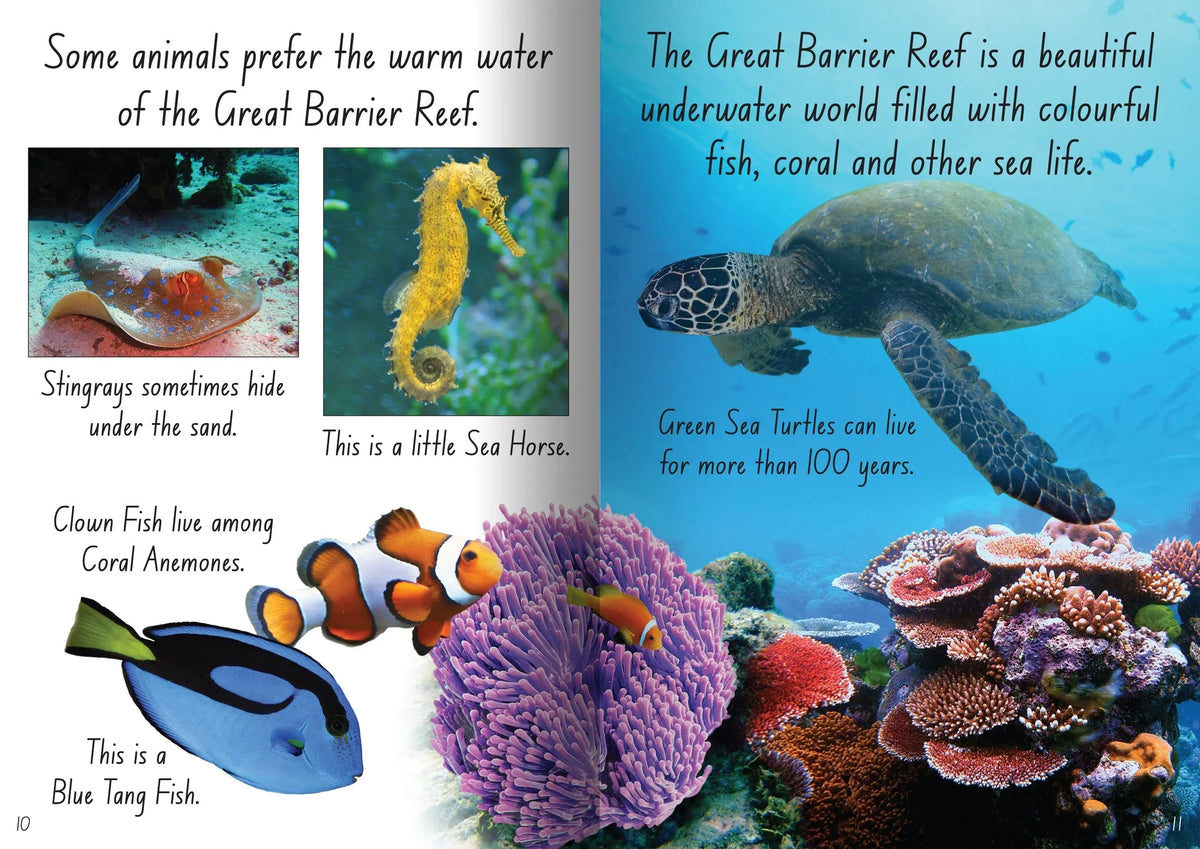 Let's Learn about Sea Creatures Big Book — additional view