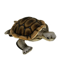 Manning River Turtle