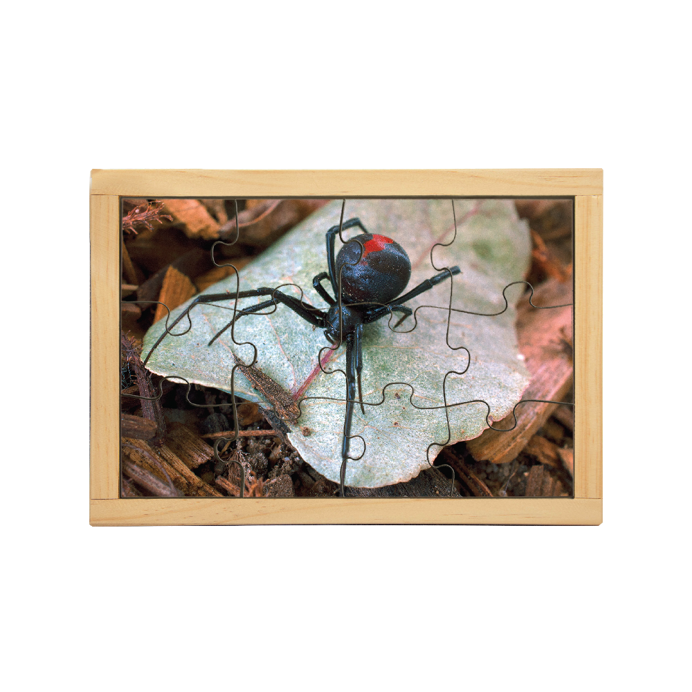 Redback Spider Puzzle