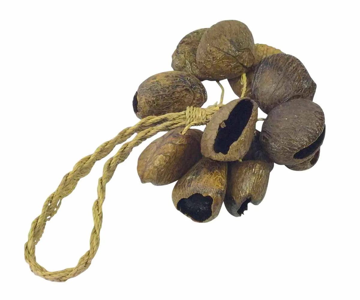 Shaker Seedpod Bendo — Australian Aboriginal bendo seedpod shaker for early childhood music
